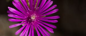 Preview wallpaper flower, petals, macro, purple, plant