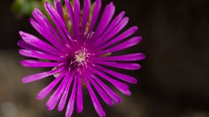 Preview wallpaper flower, petals, macro, purple, plant