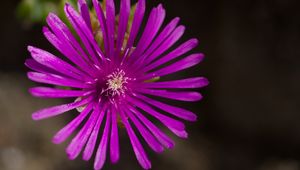 Preview wallpaper flower, petals, macro, purple, plant