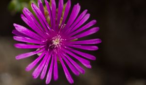 Preview wallpaper flower, petals, macro, purple, plant