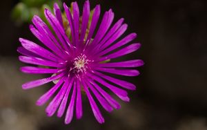 Preview wallpaper flower, petals, macro, purple, plant