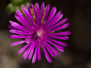 Preview wallpaper flower, petals, macro, purple, plant