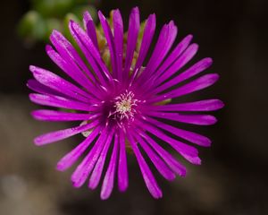 Preview wallpaper flower, petals, macro, purple, plant