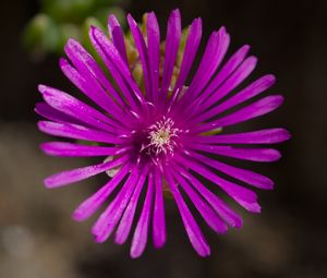 Preview wallpaper flower, petals, macro, purple, plant