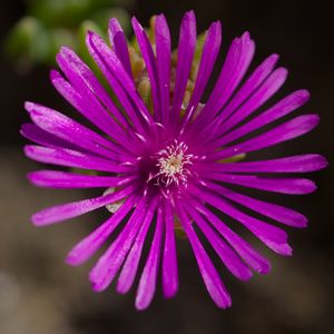 Preview wallpaper flower, petals, macro, purple, plant