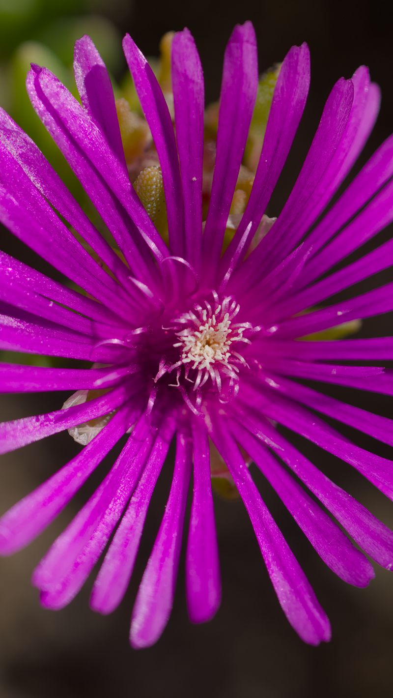 800x1420 Wallpaper flower, petals, macro, purple, plant