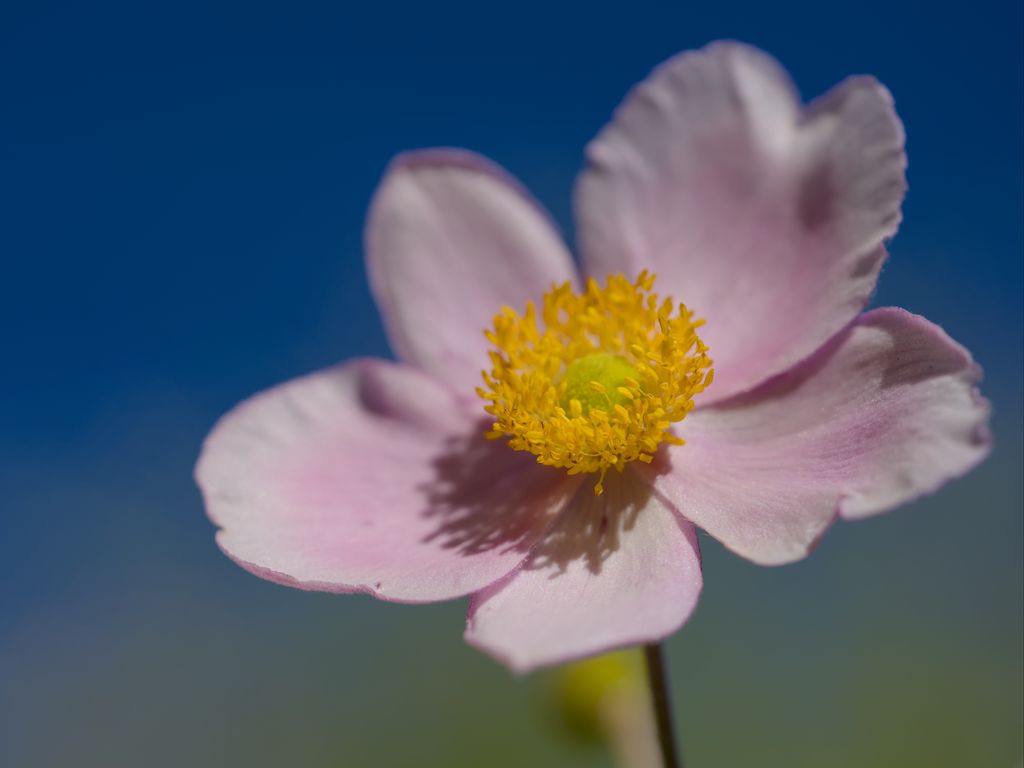 1024x768 Wallpaper flower, petals, macro, plant, light