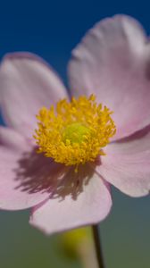 Preview wallpaper flower, petals, macro, plant, light