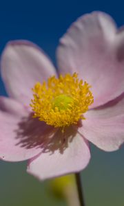 Preview wallpaper flower, petals, macro, plant, light