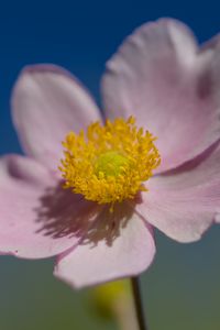 Preview wallpaper flower, petals, macro, plant, light
