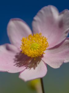 Preview wallpaper flower, petals, macro, plant, light