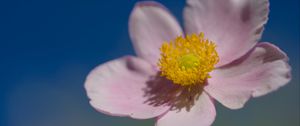 Preview wallpaper flower, petals, macro, plant, light