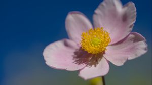 Preview wallpaper flower, petals, macro, plant, light