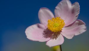 Preview wallpaper flower, petals, macro, plant, light