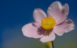 Preview wallpaper flower, petals, macro, plant, light