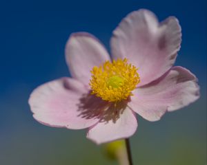 Preview wallpaper flower, petals, macro, plant, light