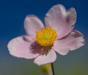 Preview wallpaper flower, petals, macro, plant, light