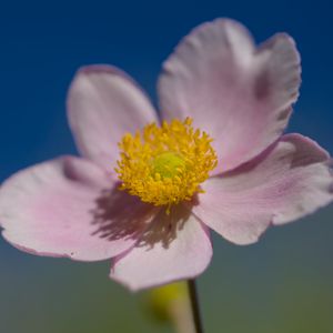 Preview wallpaper flower, petals, macro, plant, light