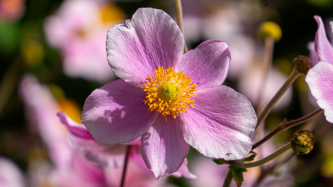 Wallpaper flower, petals, macro, stems, pink