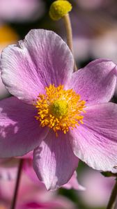 Preview wallpaper flower, petals, macro, stems, pink