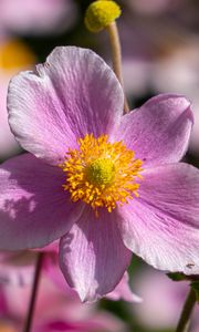 Preview wallpaper flower, petals, macro, stems, pink