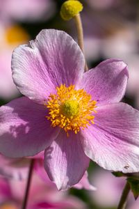 Preview wallpaper flower, petals, macro, stems, pink