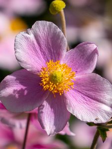 Preview wallpaper flower, petals, macro, stems, pink