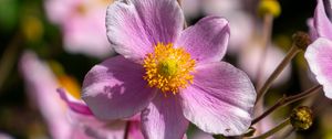 Preview wallpaper flower, petals, macro, stems, pink