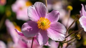 Preview wallpaper flower, petals, macro, stems, pink