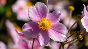 Preview wallpaper flower, petals, macro, stems, pink
