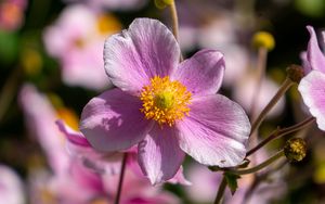 Preview wallpaper flower, petals, macro, stems, pink