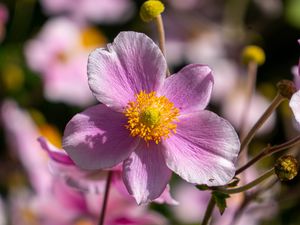 Preview wallpaper flower, petals, macro, stems, pink