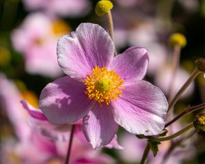 Preview wallpaper flower, petals, macro, stems, pink