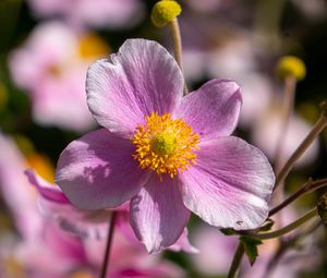 Preview wallpaper flower, petals, macro, stems, pink