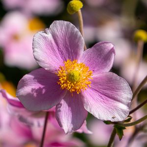 Preview wallpaper flower, petals, macro, stems, pink