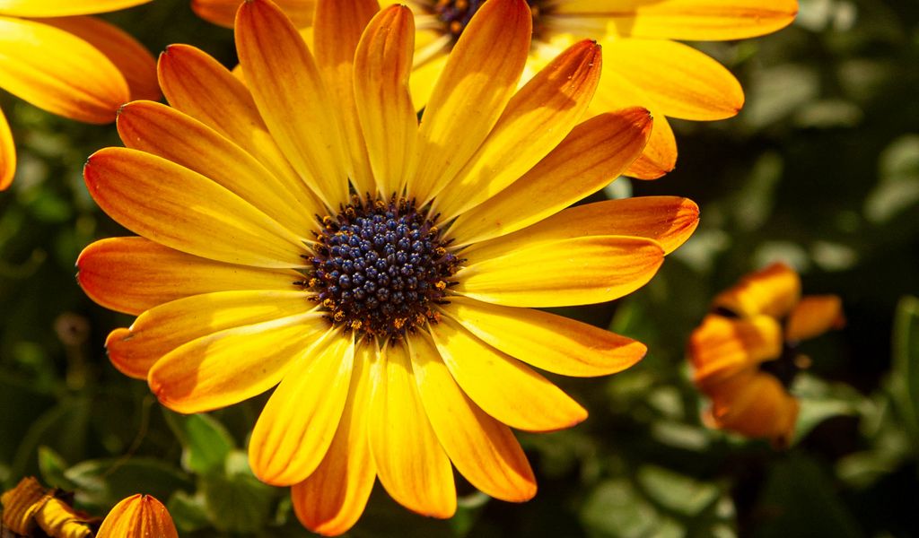 1024x600 Wallpaper flower, petals, macro, yellow, bright