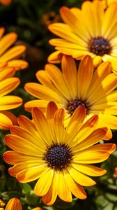 Preview wallpaper flower, petals, macro, yellow, bright
