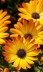 Preview wallpaper flower, petals, macro, yellow, bright