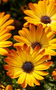 Preview wallpaper flower, petals, macro, yellow, bright