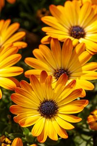 Preview wallpaper flower, petals, macro, yellow, bright