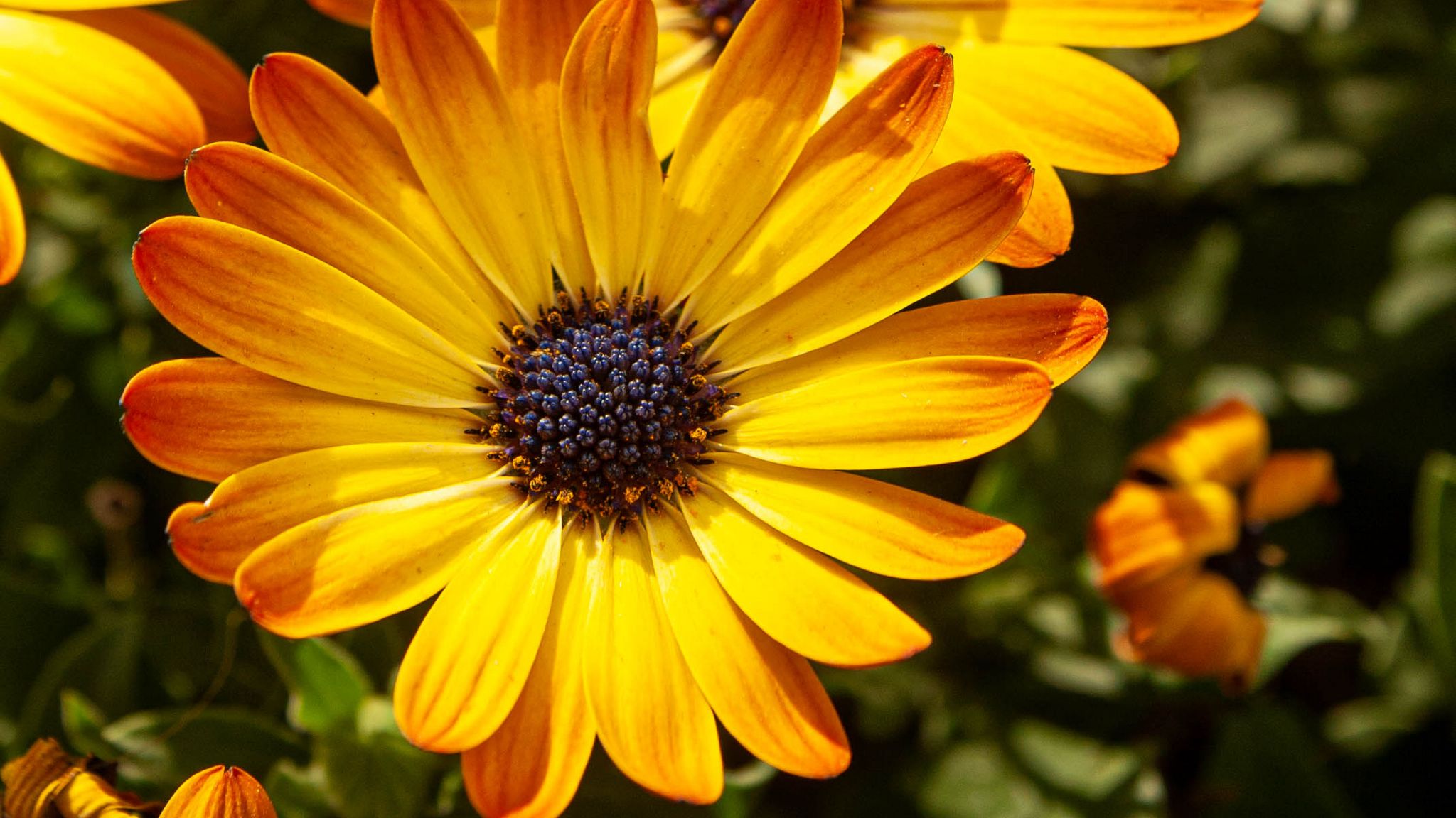 2048x1152 Wallpaper flower, petals, macro, yellow, bright