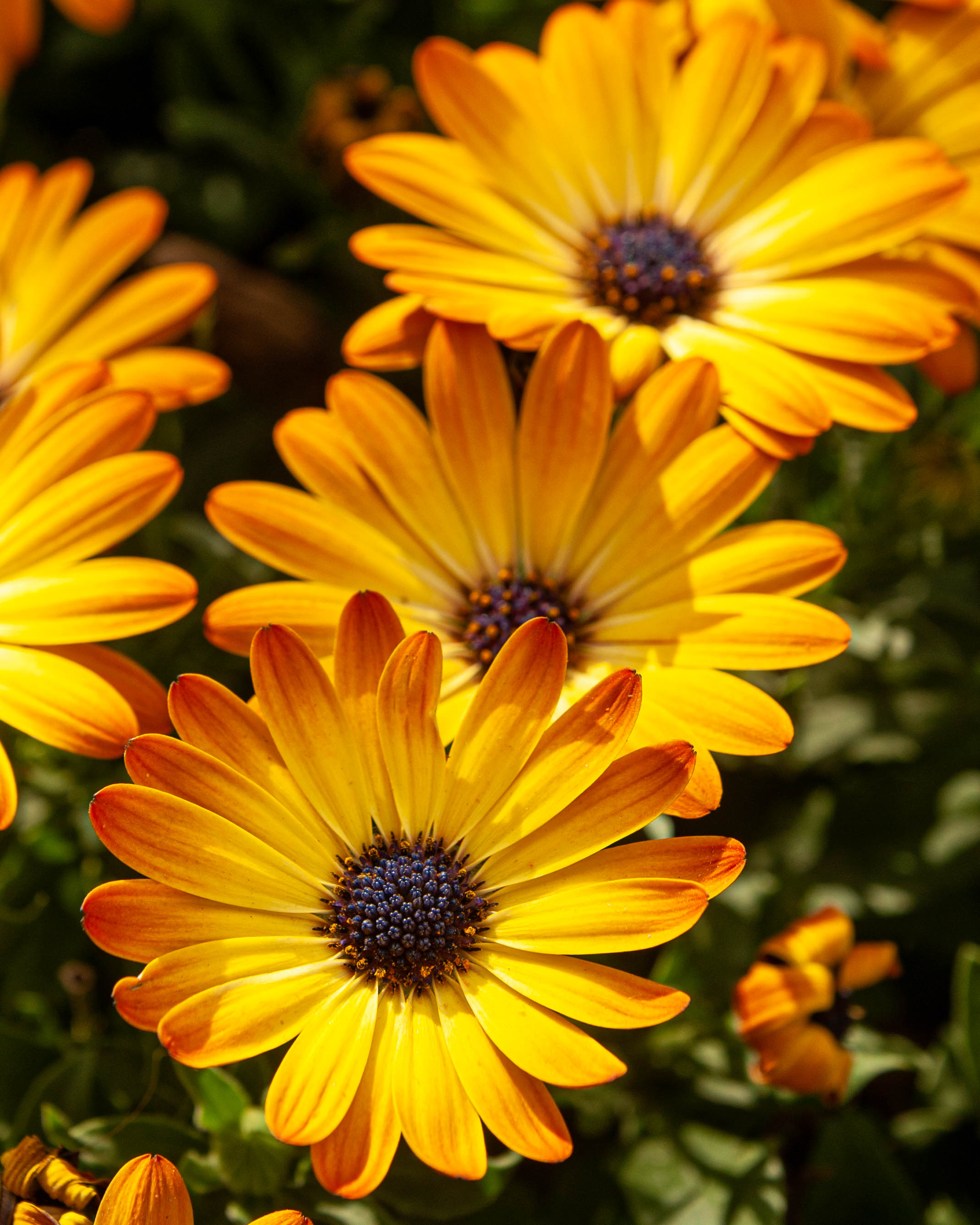 2139x2674 Wallpaper flower, petals, macro, yellow, bright