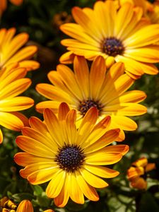 Preview wallpaper flower, petals, macro, yellow, bright