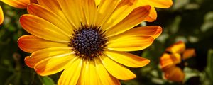 Preview wallpaper flower, petals, macro, yellow, bright