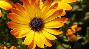 Preview wallpaper flower, petals, macro, yellow, bright