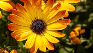 Preview wallpaper flower, petals, macro, yellow, bright