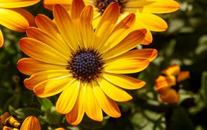Preview wallpaper flower, petals, macro, yellow, bright