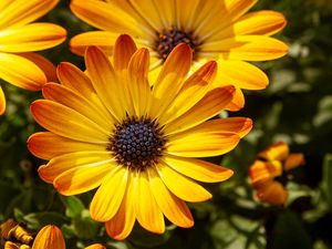 Preview wallpaper flower, petals, macro, yellow, bright