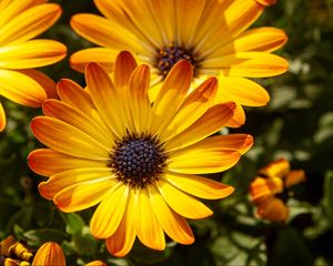 Preview wallpaper flower, petals, macro, yellow, bright