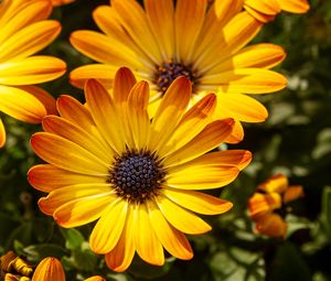 Preview wallpaper flower, petals, macro, yellow, bright